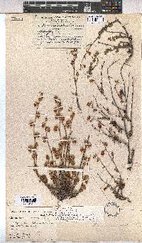 Hermannia scabra image