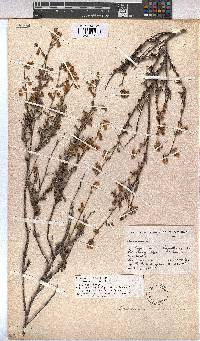 Hermannia scabra image