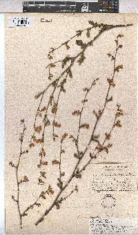 Hermannia scabra image