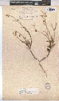 Hermannia scabra image