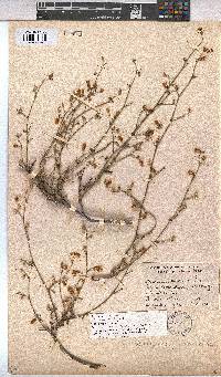 Hermannia scabra image