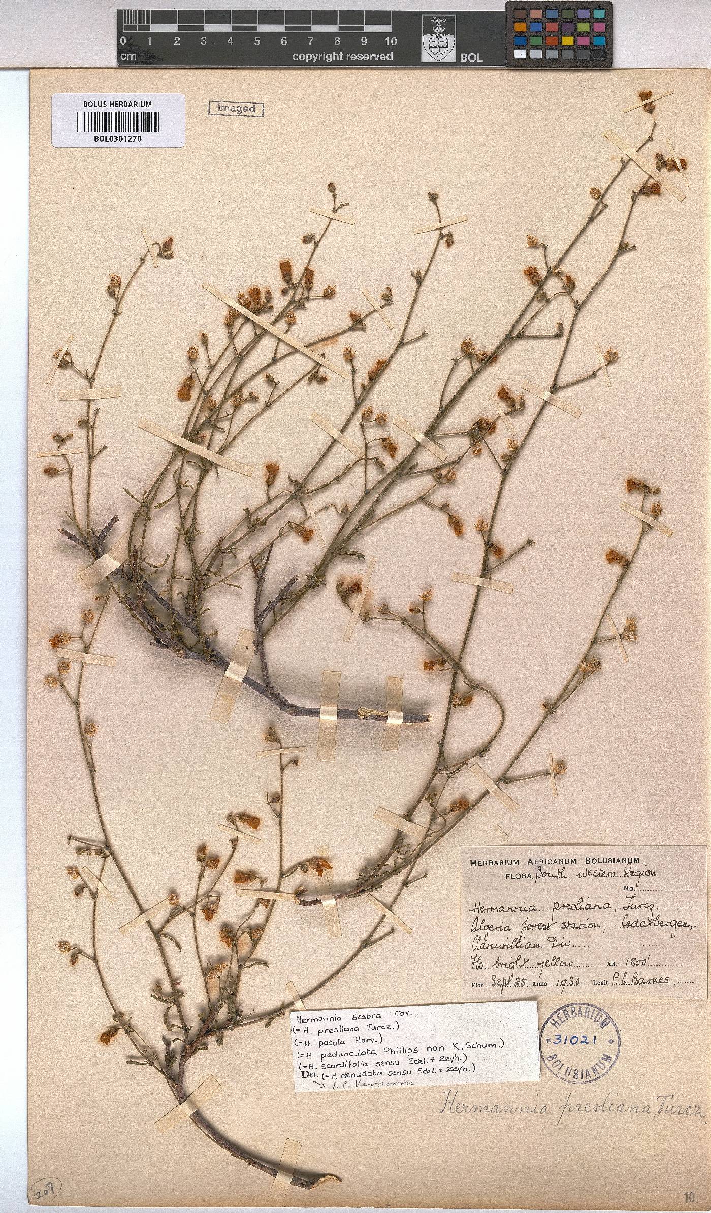 Hermannia scabra image