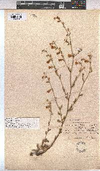Hermannia scabra image