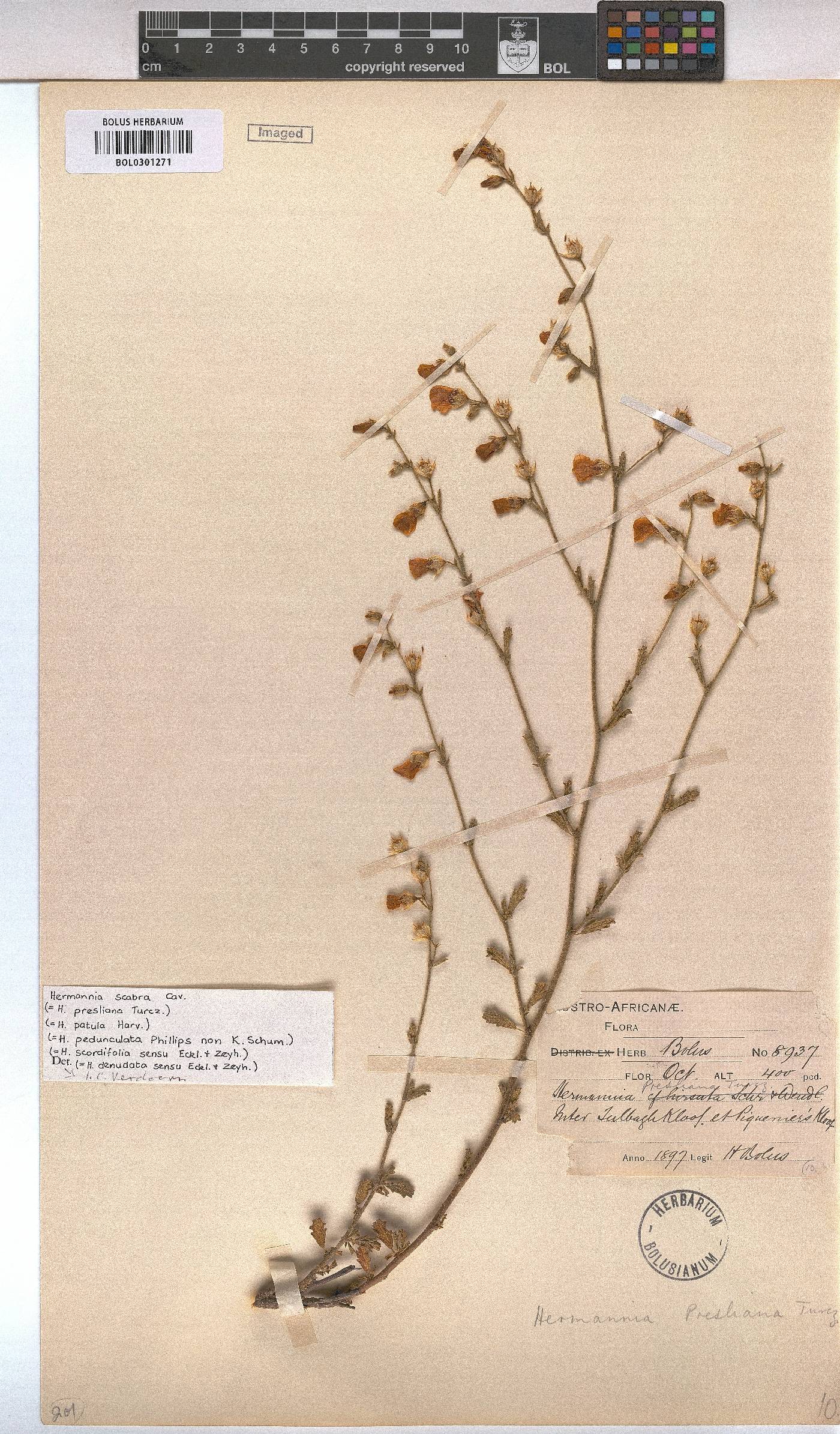 Hermannia scabra image