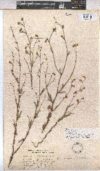 Hermannia scabra image