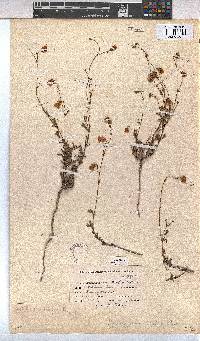 Hermannia scabra image