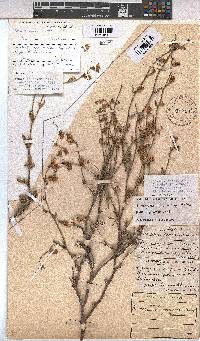 Hermannia scabra image