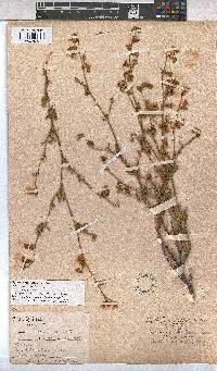 Hermannia scabra image