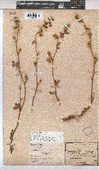 Hermannia scabra image