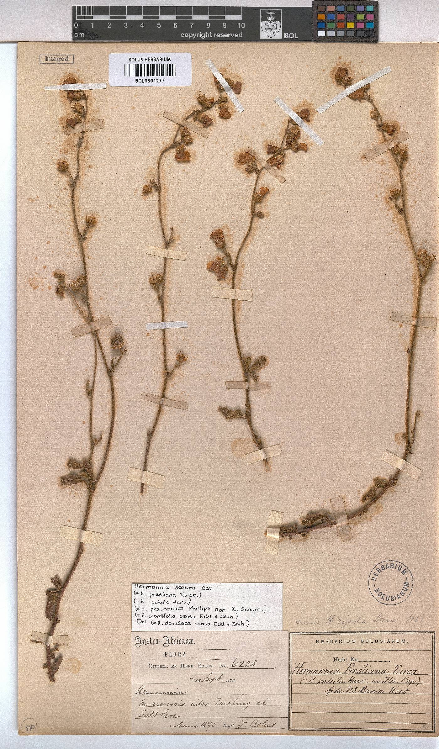 Hermannia scabra image