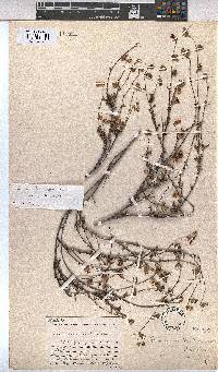 Hermannia scabra image