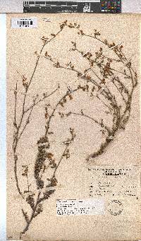 Hermannia scabra image
