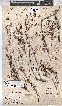Hermannia scabra image