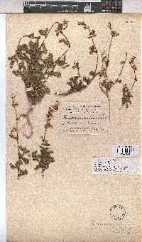 Hermannia scabra image