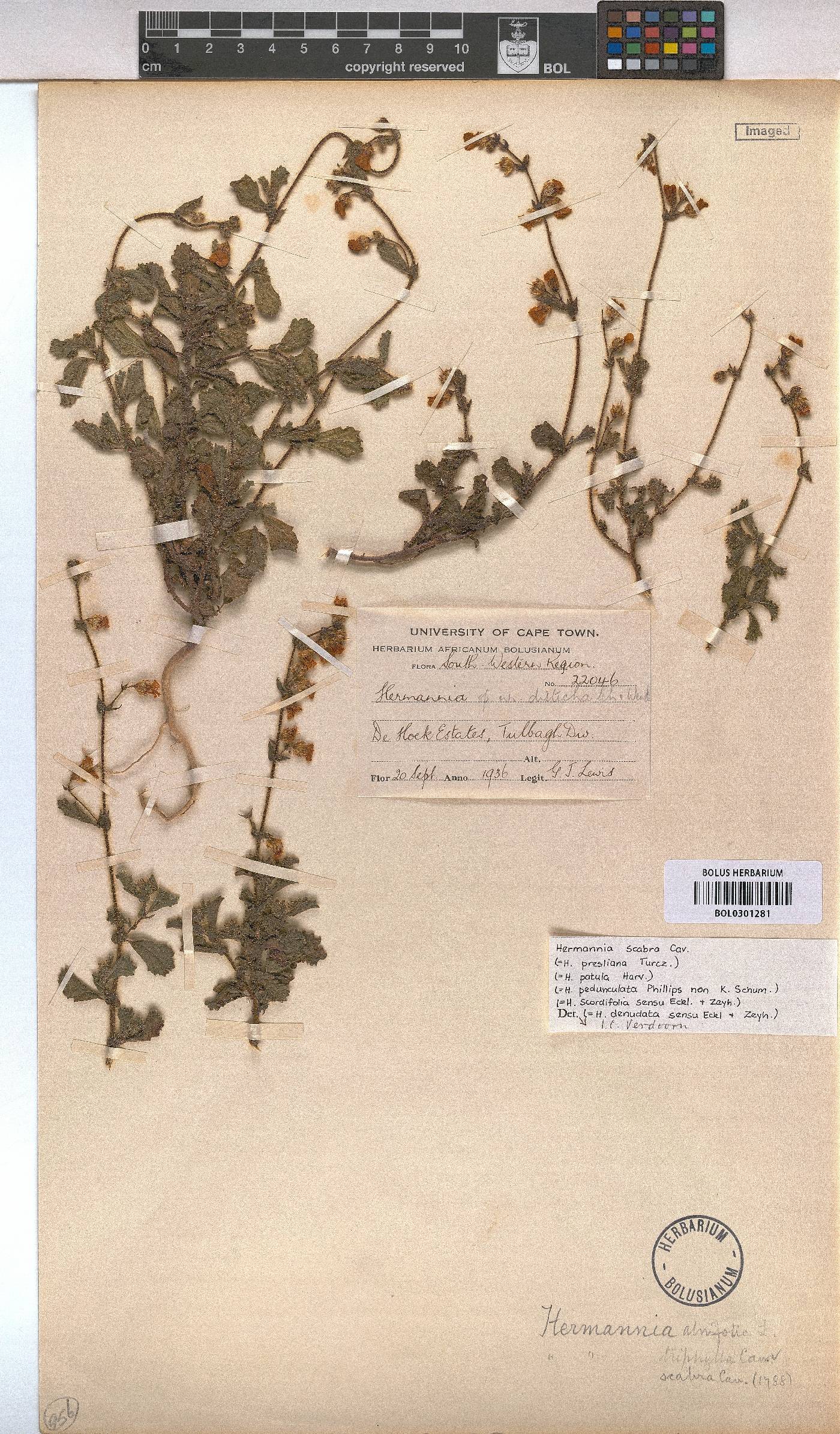 Hermannia scabra image