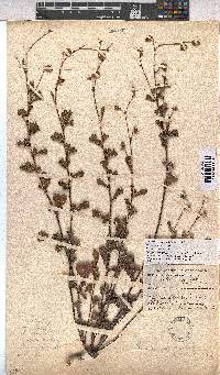 Hermannia scabra image
