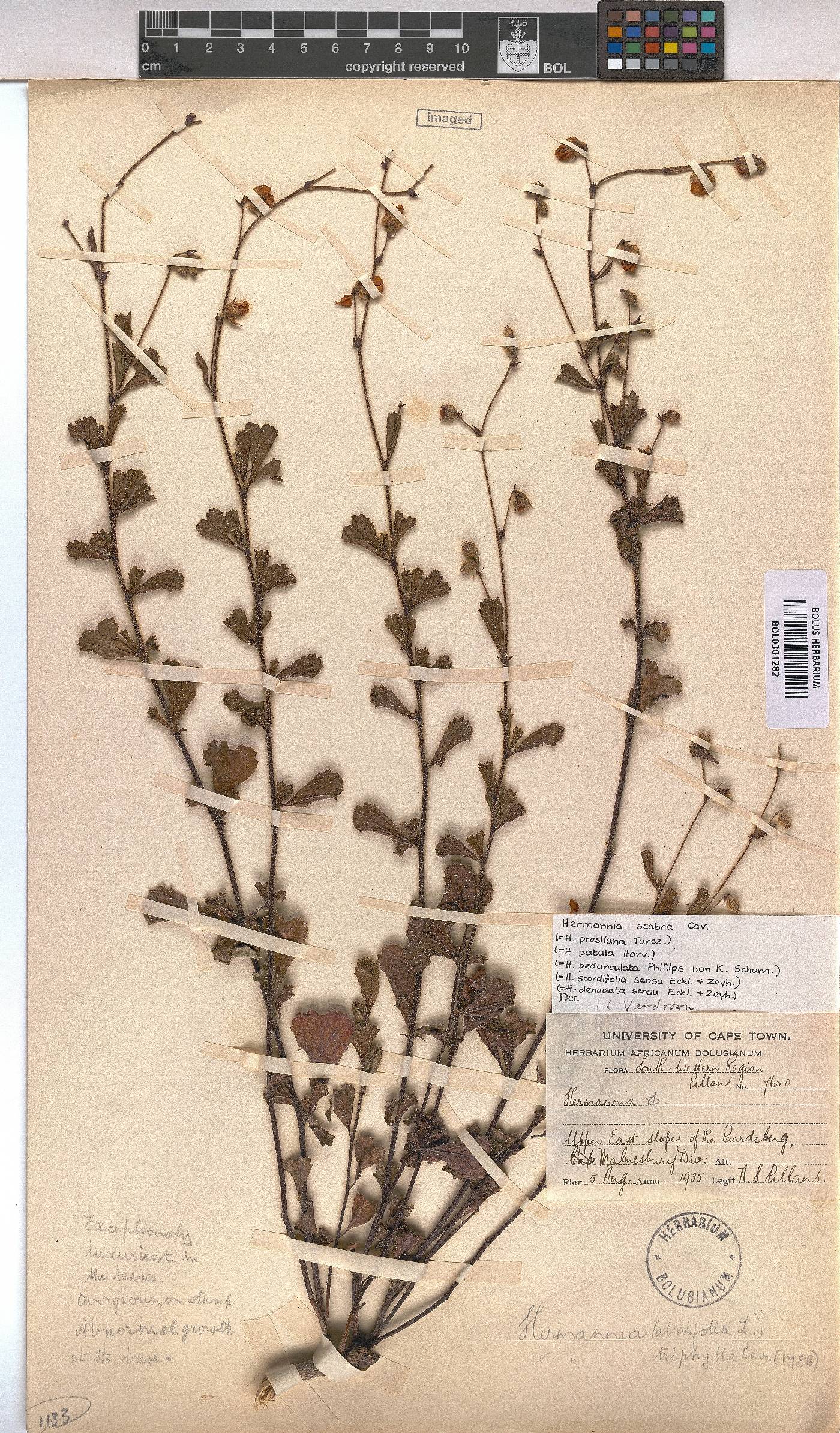 Hermannia scabra image