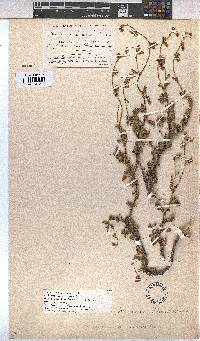 Hermannia scabra image