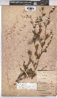 Hermannia scabra image