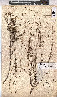 Hermannia scabra image