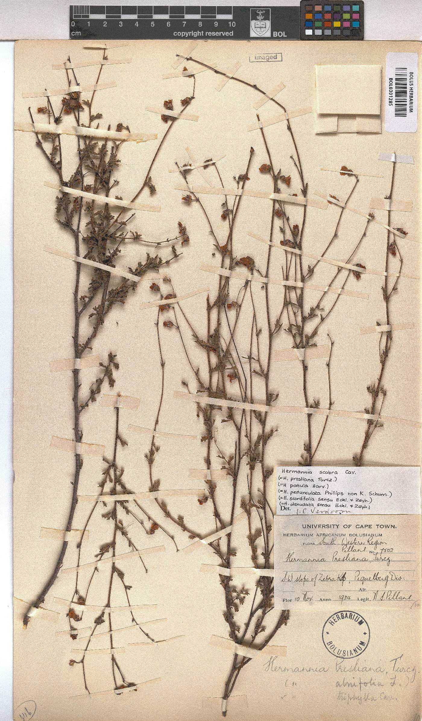 Hermannia scabra image