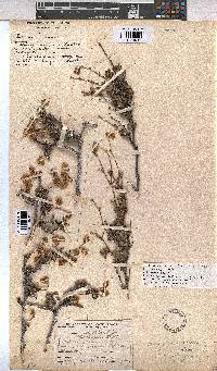 Hermannia scabra image