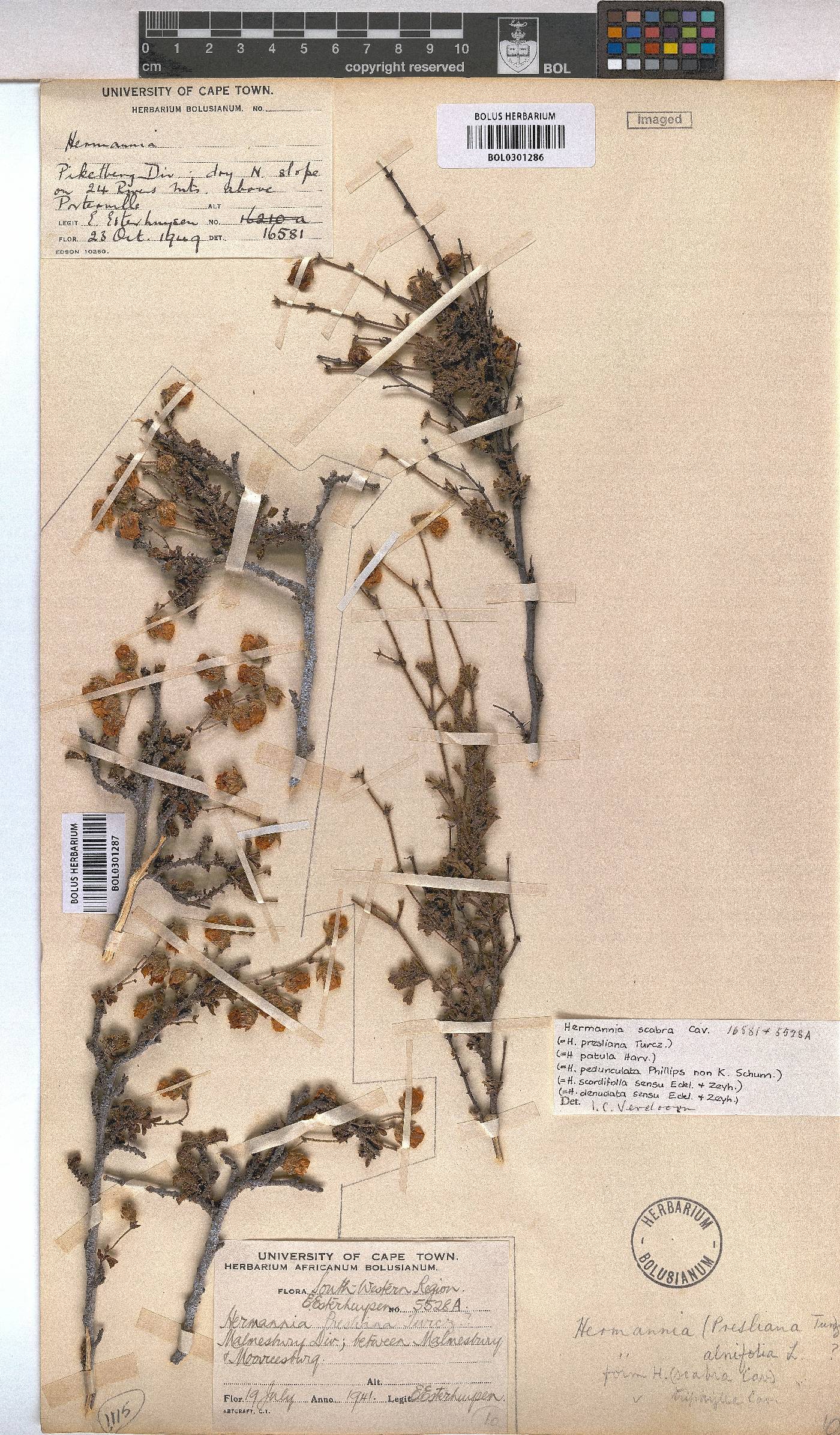 Hermannia scabra image