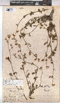 Hermannia scabra image