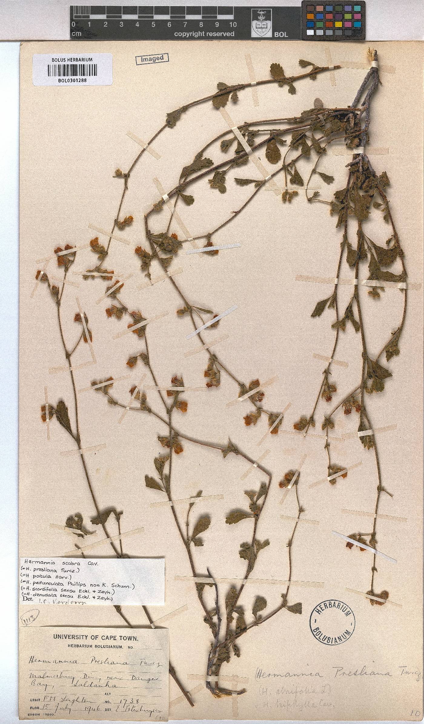 Hermannia scabra image