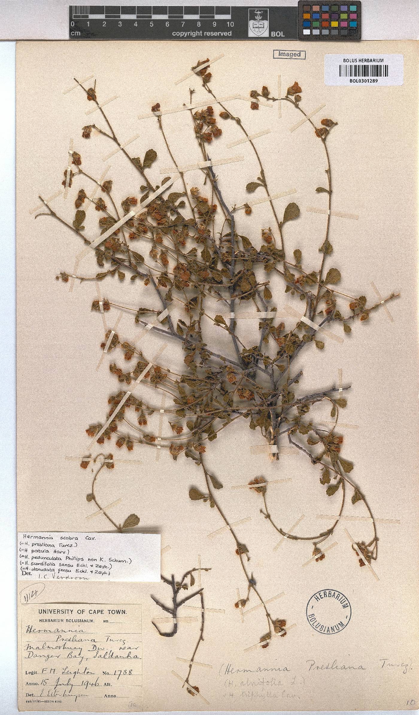 Hermannia scabra image