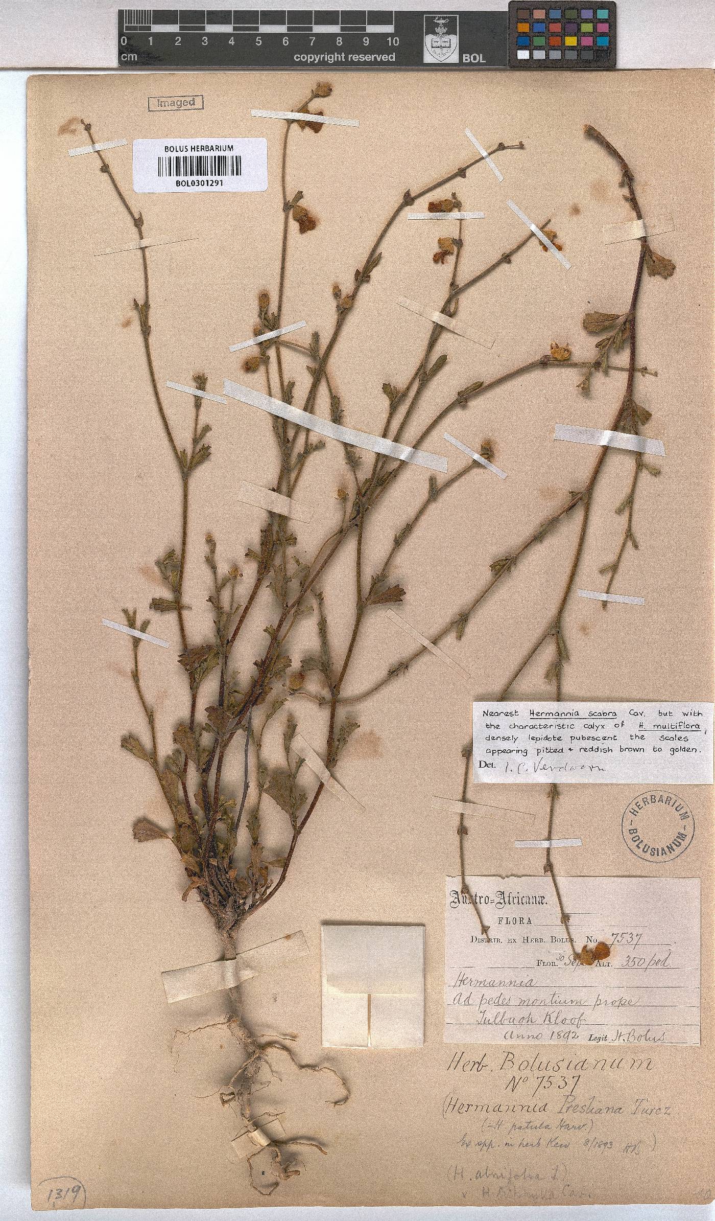 Hermannia scabra image