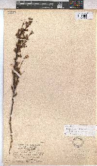 Hermannia scabra image