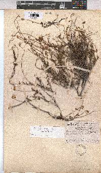Hermannia scabra image
