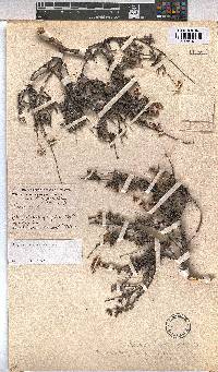 Hermannia scabra image