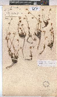 Hermannia scabra image