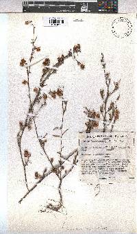 Hermannia angularis image