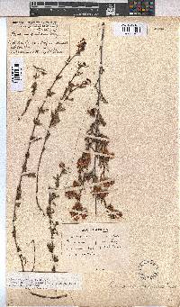 Hermannia angularis image