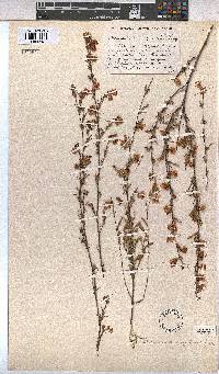 Hermannia angularis image