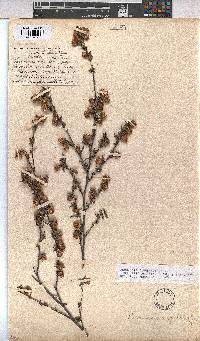 Hermannia angularis image