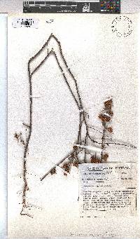 Hermannia angularis image