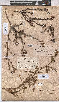 Hermannia angularis image