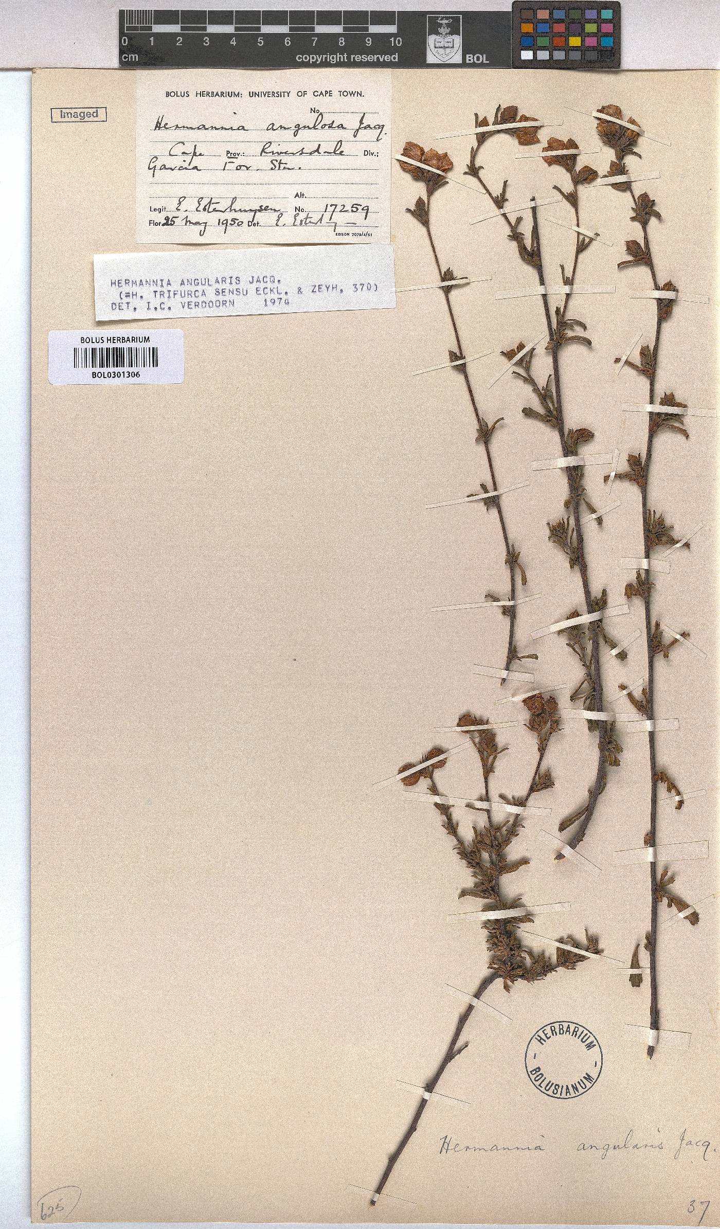 Hermannia angularis image