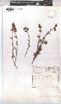 Hermannia angularis image