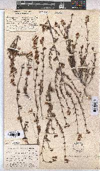 Hermannia angularis image