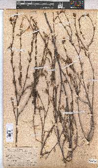 Hermannia angularis image