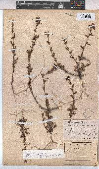 Hermannia angularis image