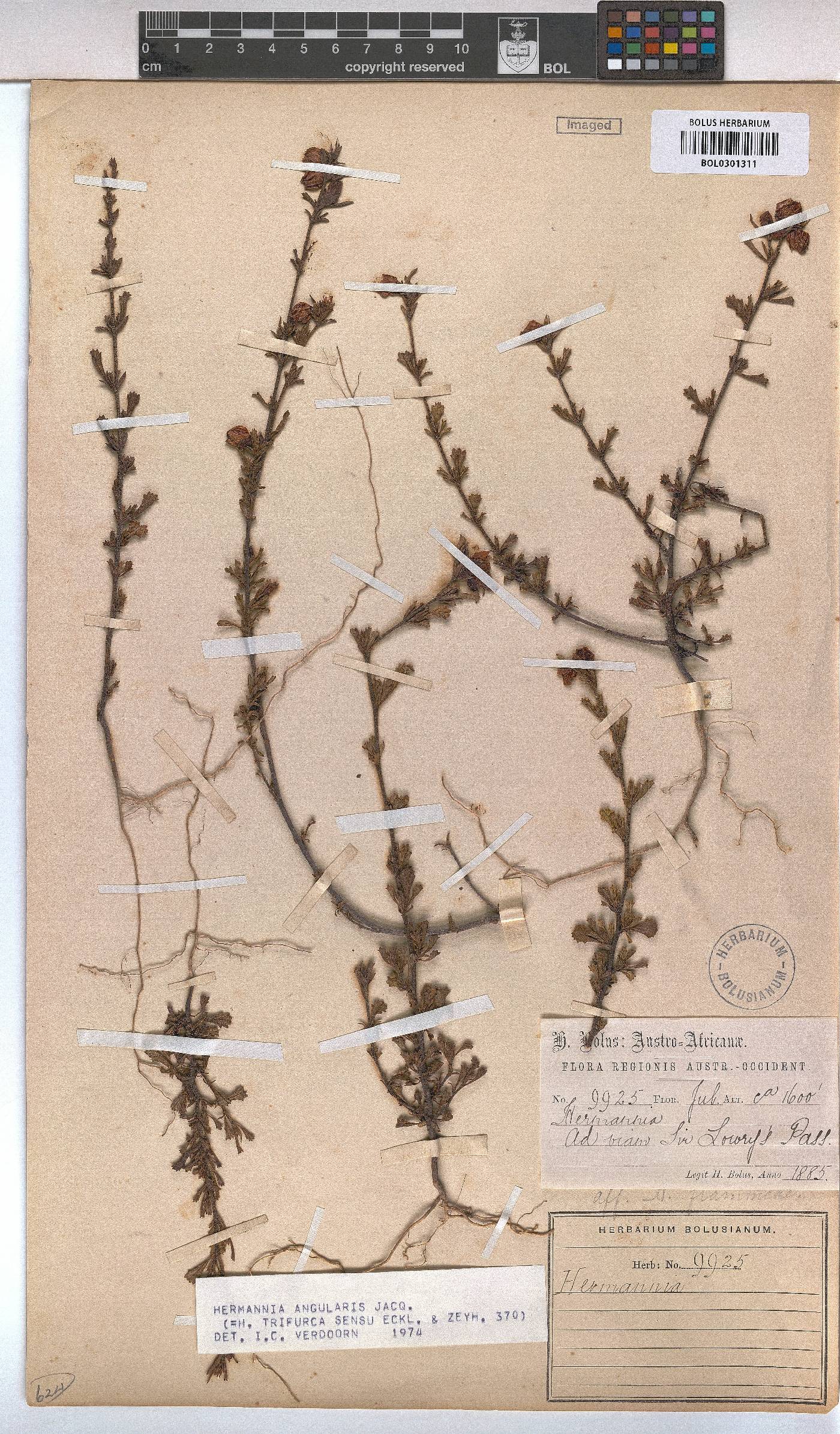 Hermannia angularis image