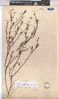 Hermannia angularis image