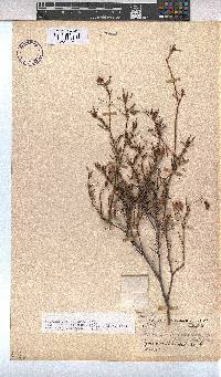 Hermannia angularis image