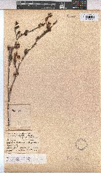 Hermannia angularis image